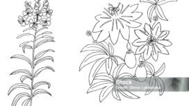 Passion flower, passiflora. rosebay willow herb, fireweed. Sketch. Sketch. Hand drawn vector illustration . Lettering in Latin