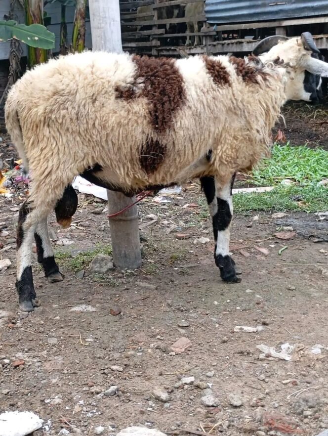 
 Berkurban Tidak Harus Jantan, Hewan Betina Juga Sah! Ini Penjelasan Fikihnya